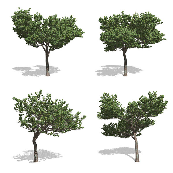 trees, isolated on white background