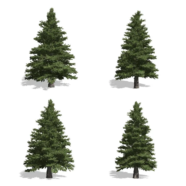 Drzew, na białym tle — Zdjęcie stockowe