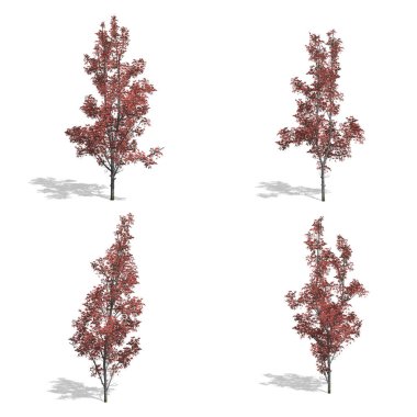 ağaçlar, izole arka plan