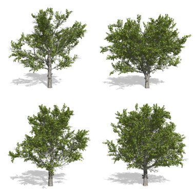 ağaçlar, izole arka plan