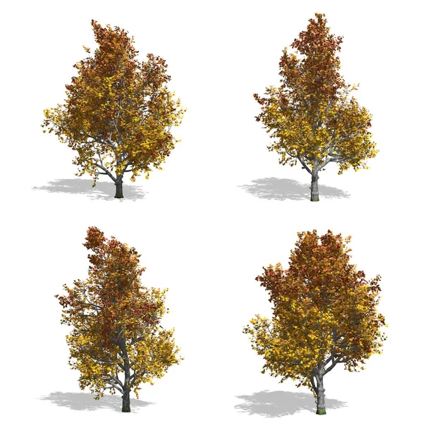 Bäume, isolierter Hintergrund — Stockfoto