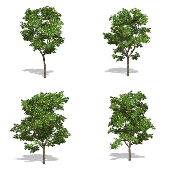 Bomen, geïsoleerde achtergrond — Stockfoto
