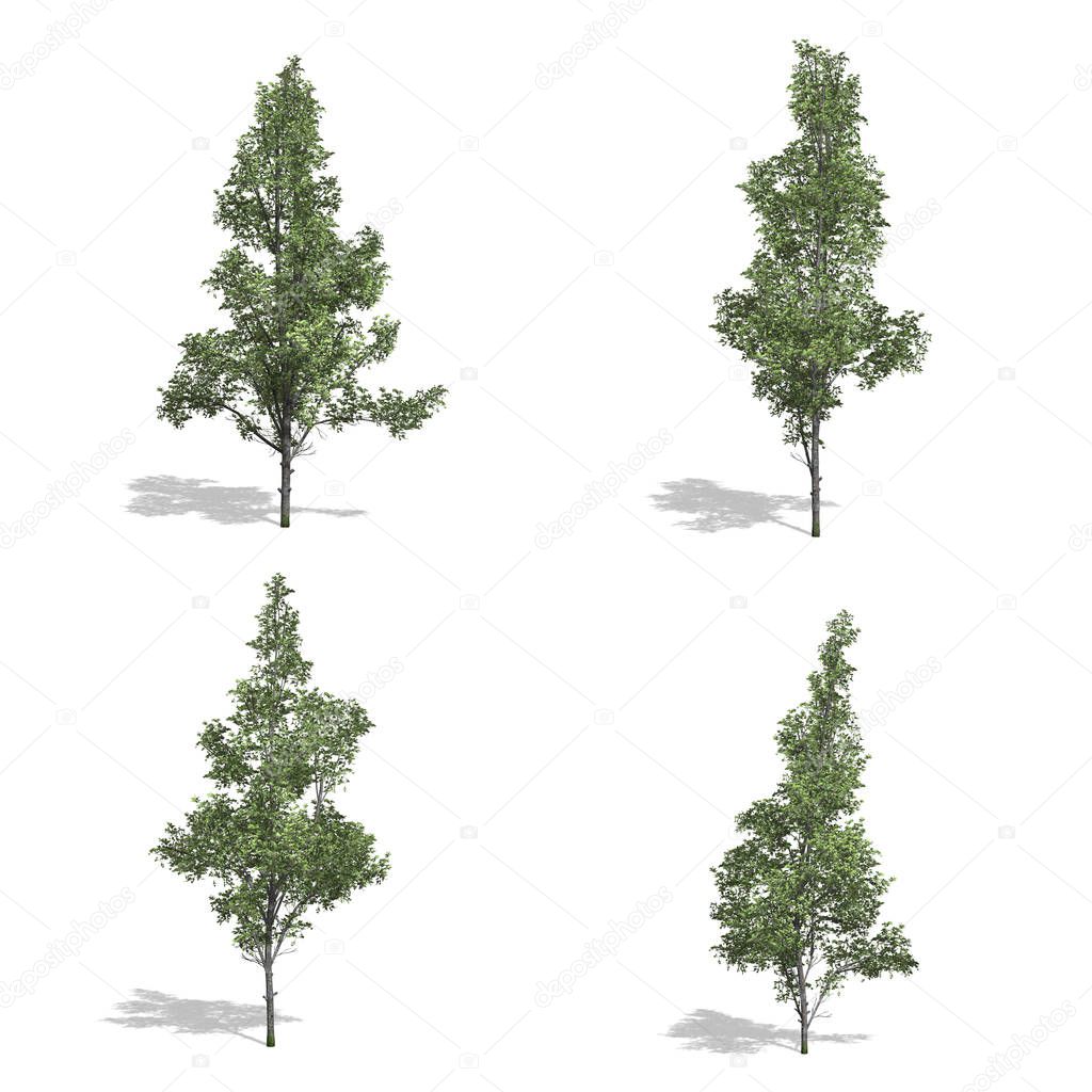 trees, isolated background