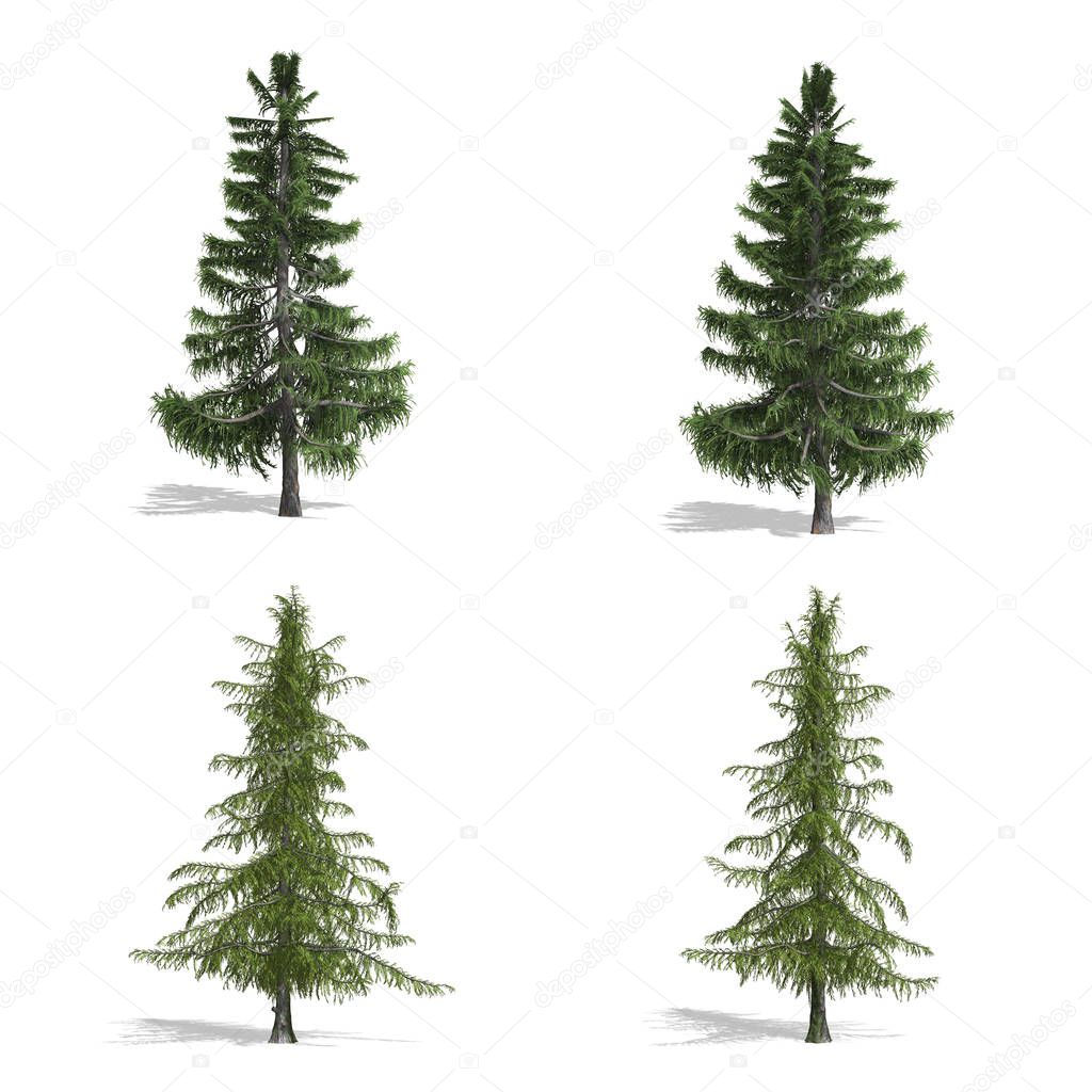 trees, isolated on white background