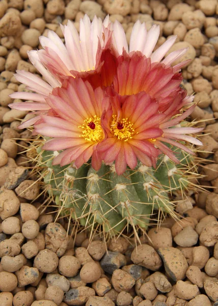 Κοντινό Πλάνο Ενός Λουλουδιού Κάκτου Στην Έρημο — Φωτογραφία Αρχείου