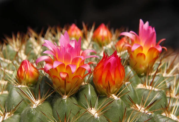 Gros Plan Une Fleur Cactus Dans Désert — Photo