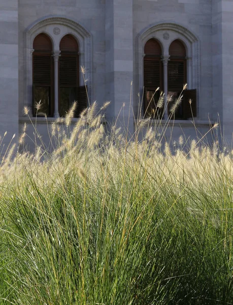 Tall Grass Monumental Windows Background — Stock Photo, Image