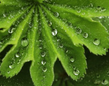 Su damlalı yeşil yaprak
