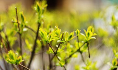 taze ve yeşil yaprak