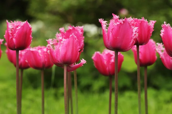 Tulipanes en el jardín — Foto de Stock