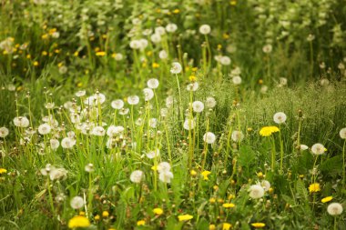 Yeşil çimlerde yaprakları olan karahindiba çiçekleri.
