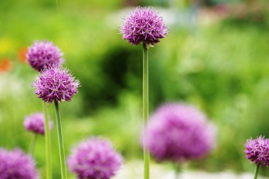 Bahçedeki çiçekler, bahar günü