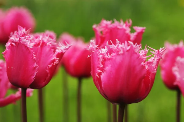 Tulipány v zahradě — Stock fotografie