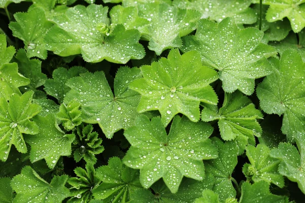 Зелений лист з краплями води, літній день — стокове фото