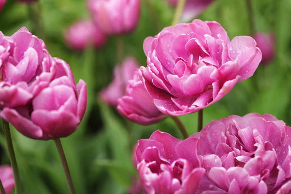 Schöne rosafarbene Pfingstrosenblumen in voller Blüte im Garten — Stockfoto