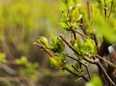 taze ve yeşil yaprak
