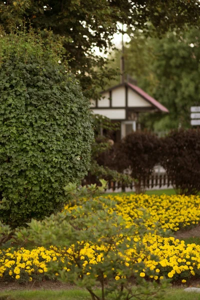 Des fleurs devant la maison, devant la cour. Aménagement paysager . — Photo