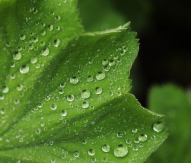 Su damlalı yeşil yaprak
