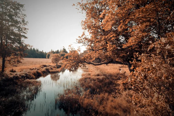 Höstlandskap, nära floden — Stockfoto