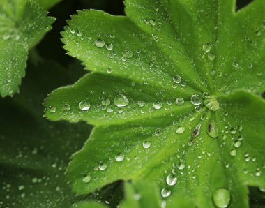 Su damlalı yeşil yaprak