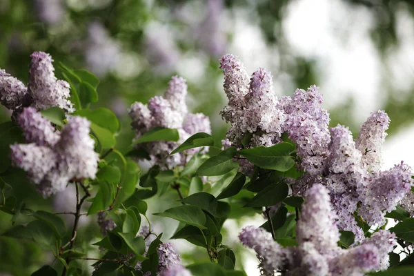 Lilac in the garden — Stock Photo, Image