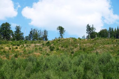 Güzel yeşil çam ağaçları Karpat Dağları üzerinde