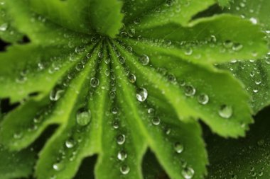 Su damlalı yeşil yaprak
