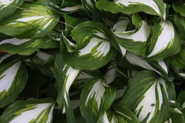 Doğadaki yaprakların soyut görüntüsü