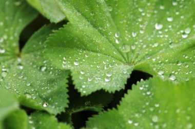 Su damlalı yeşil yaprak