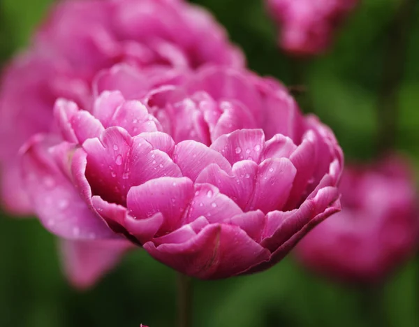 Vackra rosa pion blommor i full blom i trädgården i spr — Stockfoto