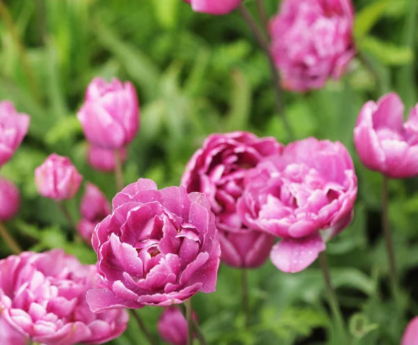 Güzel pembe Şakayık çiçekleri spr bahçesinde tam Bloom — Stok fotoğraf