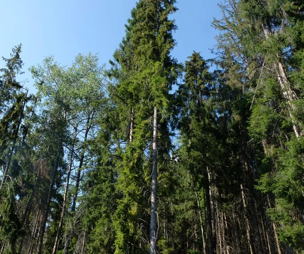 Beaux pins verts sur les montagnes des Carpates — Photo