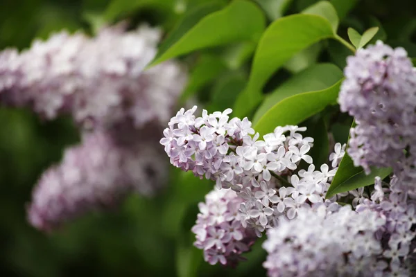 Lilac in the garden — Stock Photo, Image