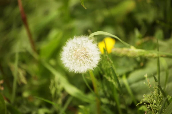 Fleurs de pissenlit avec des feuilles dans l'herbe verte — Photo