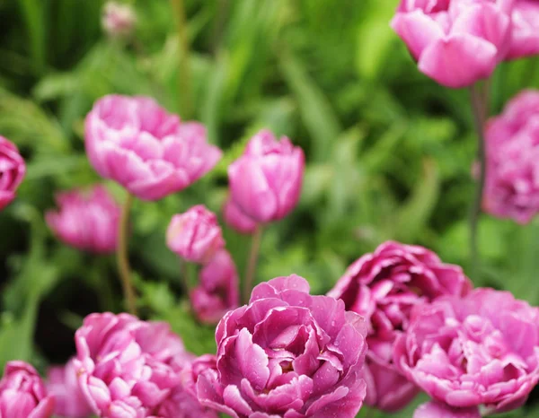 Bellissimi fiori di peonia rosa in piena fioritura in giardino in spr — Foto Stock