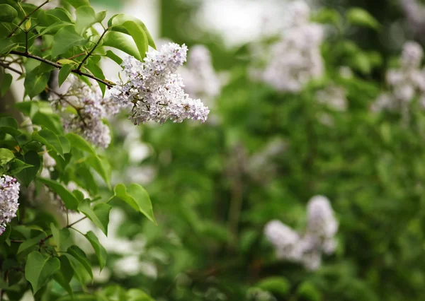 Lilac in the garden — Stock Photo, Image