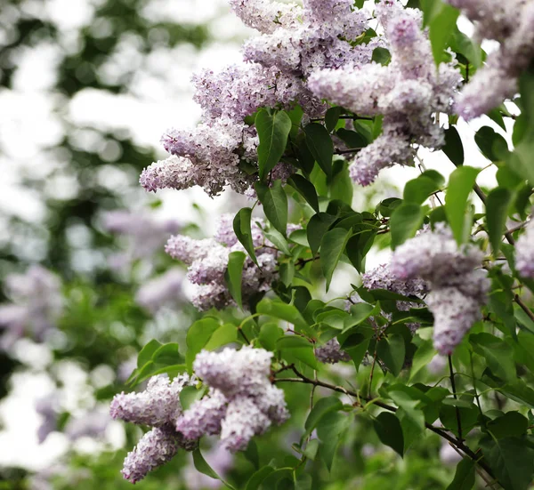 Lilac in the garden — Stock Photo, Image