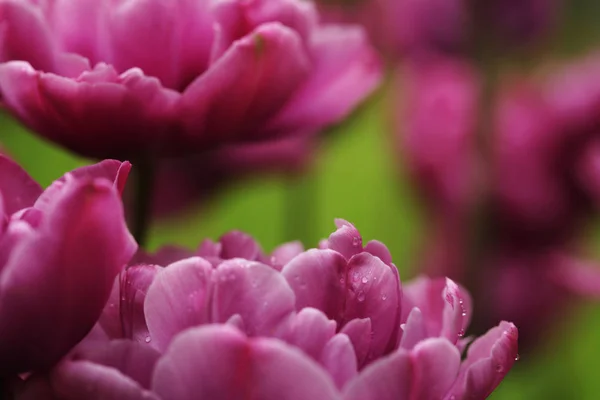 Vackra rosa pion blommor i full blom i trädgården i spr — Stockfoto