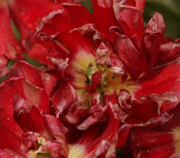 Belles pivoines rouges dans le jardin — Photo