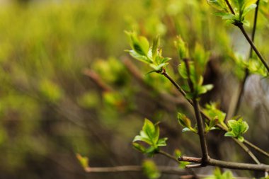taze ve yeşil yaprak