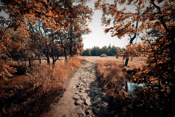 Paysage d'automne, près de la rivière — Photo