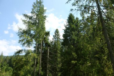 Güzel yeşil çam ağaçları Karpat Dağları üzerinde