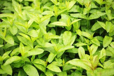 taze ve yeşil yaprak