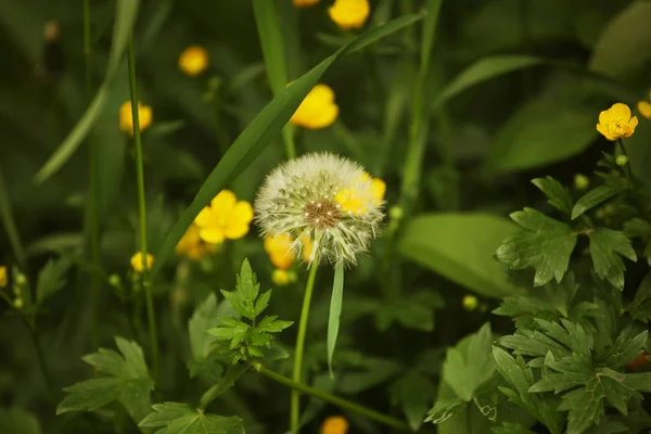 Flores de dente de leão com folhas na grama verde — Fotografia de Stock