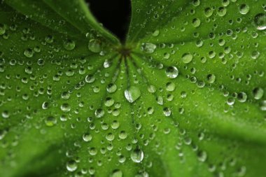 Su damlalı yeşil yaprak