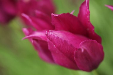 Pembe Lale fotoğraf kapatmak