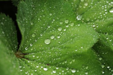 Su damlalı yeşil yaprak