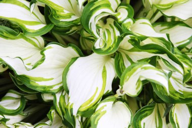 Doğada, yaz günü yaprakların soyut resim