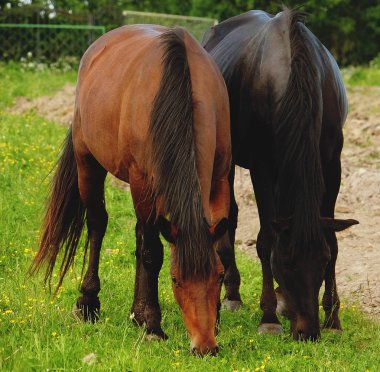 Bir at çim, yaz saati