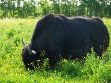 Yak, yaz saati, açık